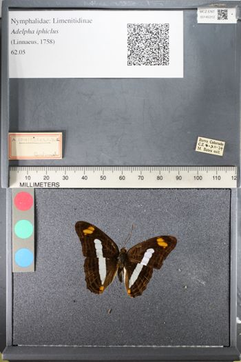 Media type: image;   Entomology 145312